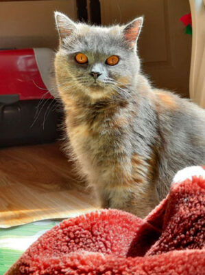 اگر گربهها از صحنهی روزگار محو میشدند