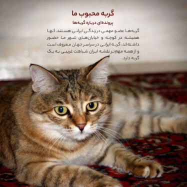 گربه محبوب ما