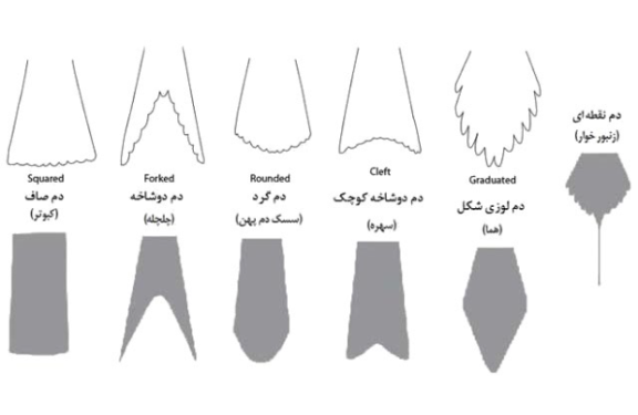 دم در پرندگان 1