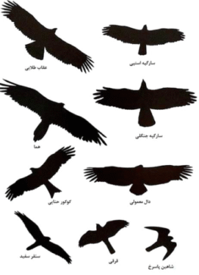 دم در پرندگان