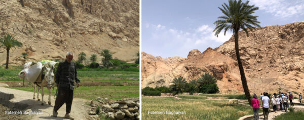 مزارع ازمیغان